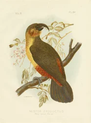 Norfolk-Kaka, 1891